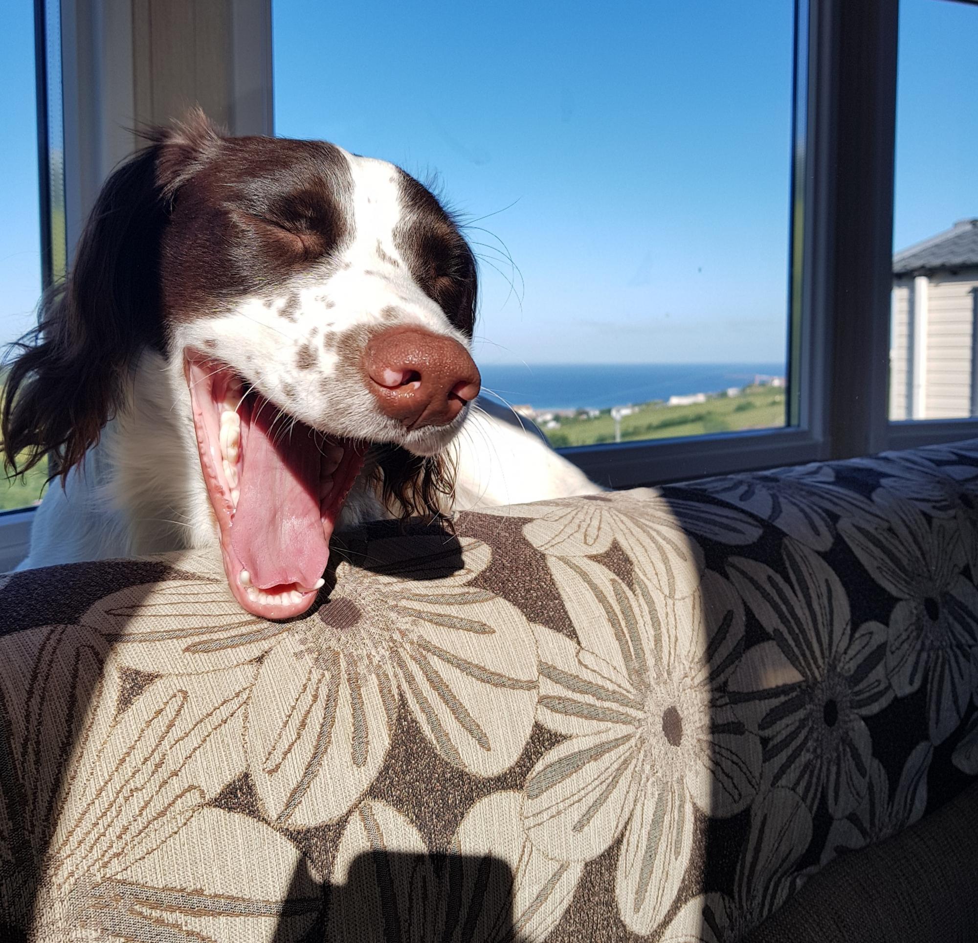Dog Friendly Holiday Park Woolacombe