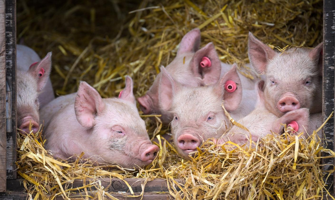 Devon County Show Pigs