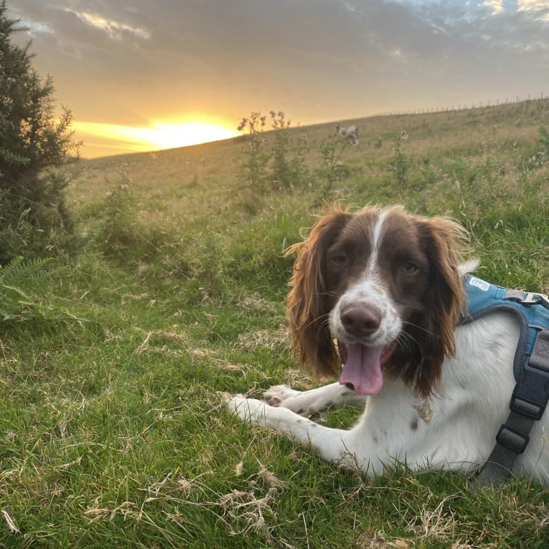 Dog-Friendly Holidays at Woolacombe Sands Holiday Park