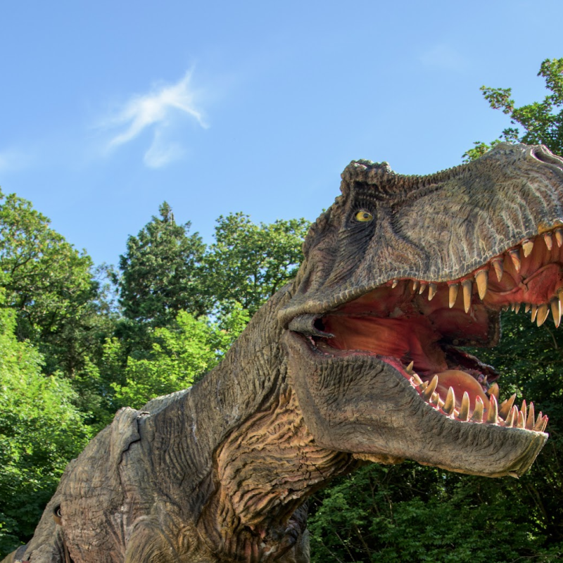 Combe Martin Wildlife and Dinosaur Park | Woolacombe Sands