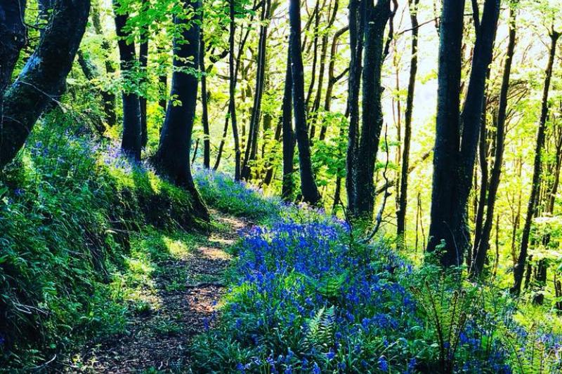 Woodland Walk at Woolacombe Sands Holiday Park 