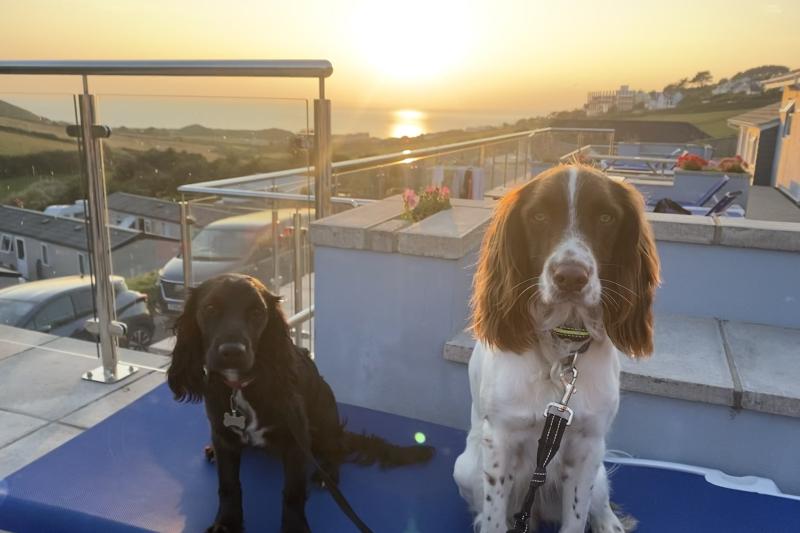 Dogs at Woolacombe Sands 