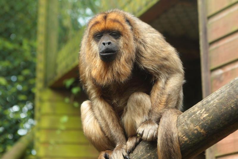 Woolacombe Sands | Exmoor Zoo