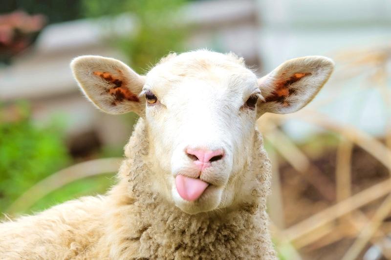 North Devon Show Sheep