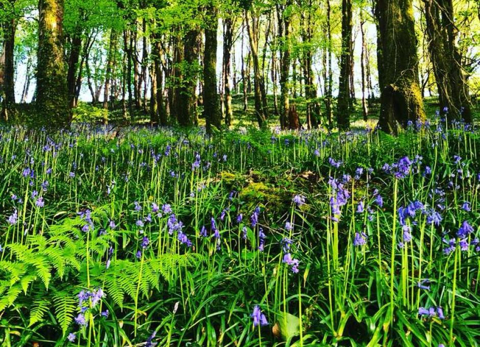 Woodland Walk at Woolacombe Sands Holiday Park 