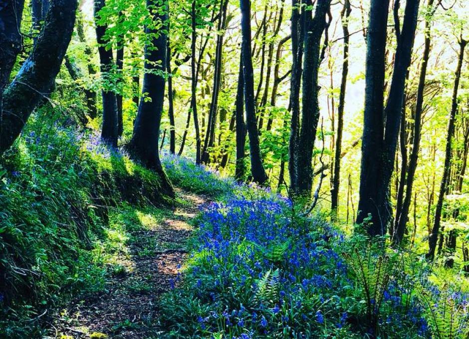 Woodland Walk at Woolacombe Sands Holiday Park 