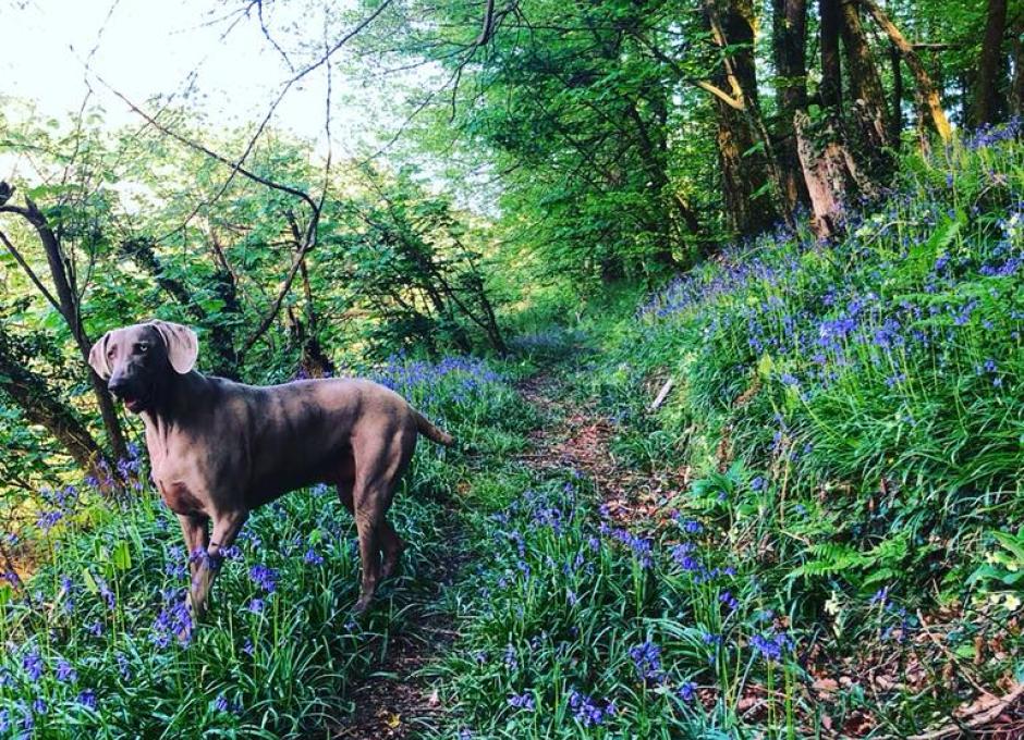 Woodland Walk at Woolacombe Sands Holiday Park 