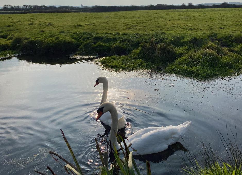 Braunton Burrows Swans