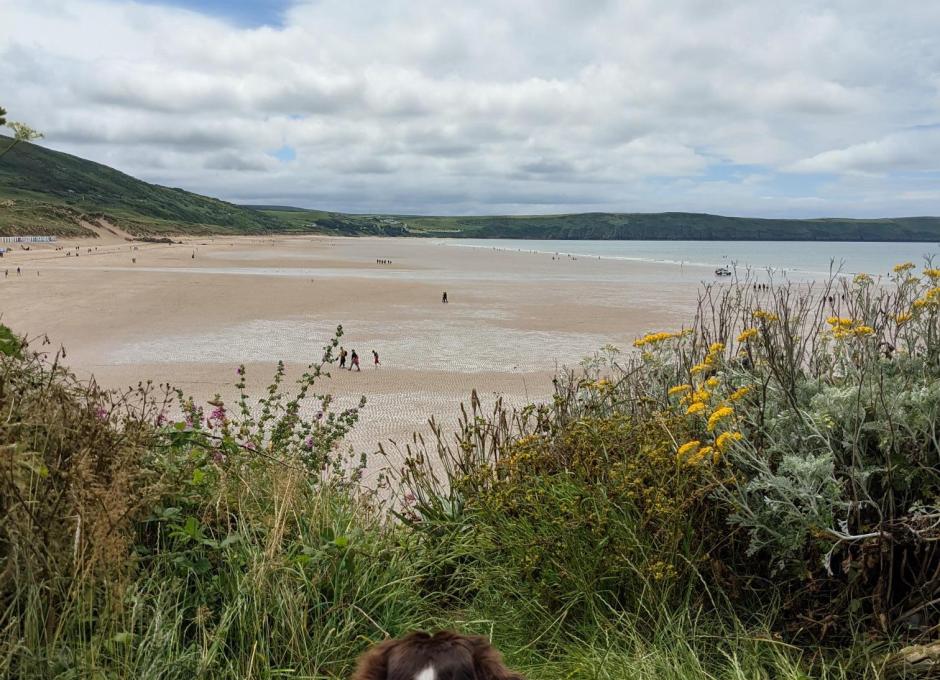 Dogs at Woolacombe Sands Holiday Park 