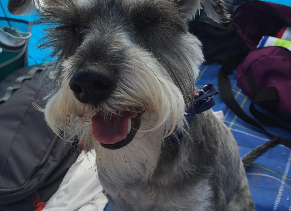 Dog-Friendly Holidays at Woolacombe Sands Holiday Park 