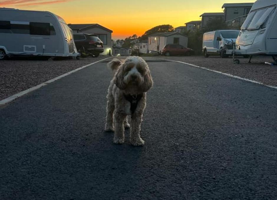 Woolacombe Sands | Dog Holiday Gallery