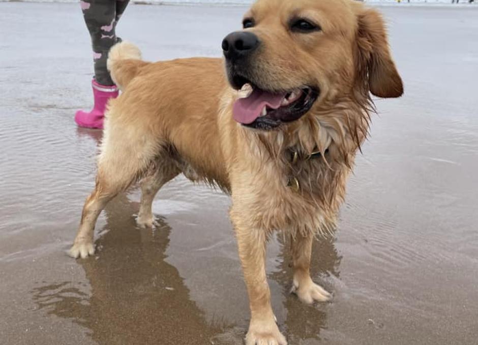 Woolacombe Sands | Dog Holiday Gallery