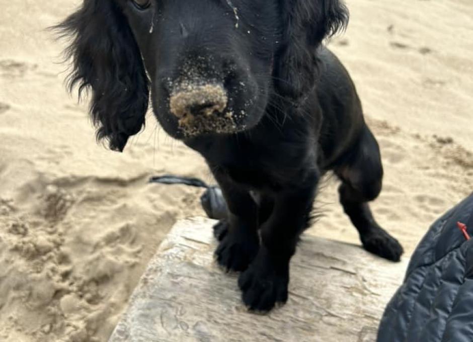 Woolacombe Sands | Dog Holiday Gallery