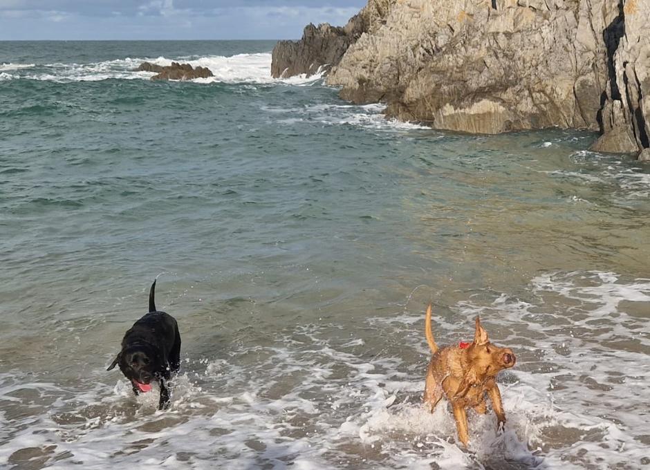 Woolacombe Sands | Dog Holiday Gallery