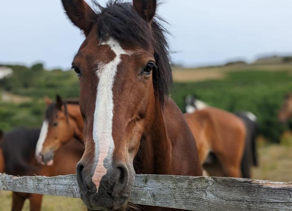 Woolacombe Sands | Woolacombe Riding Stables