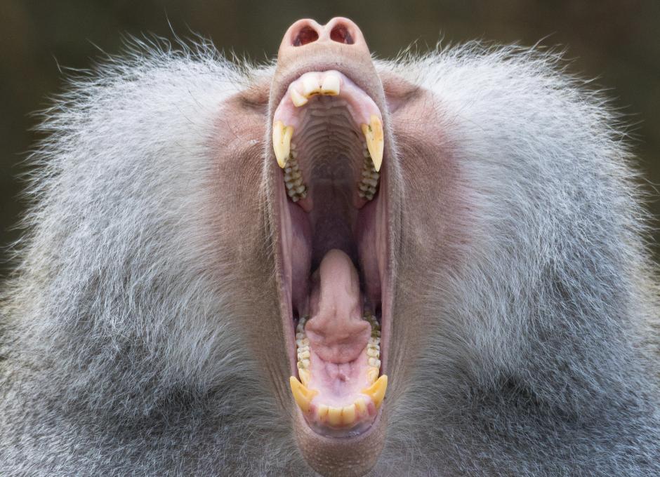 Combe Martin Wildlife and Dinosaur Park | Woolacombe Sands