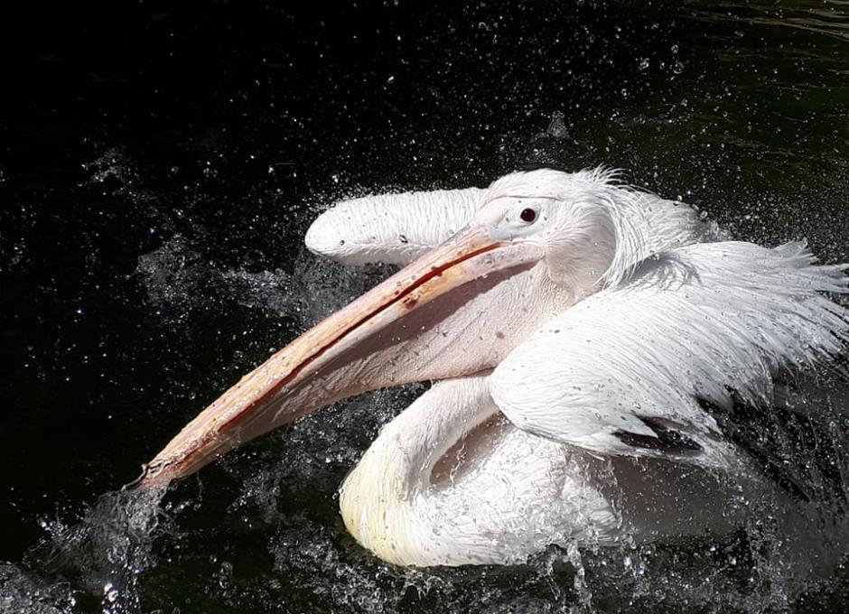 Combe Martin Wildlife and Dinosaur Park | Woolacombe Sands