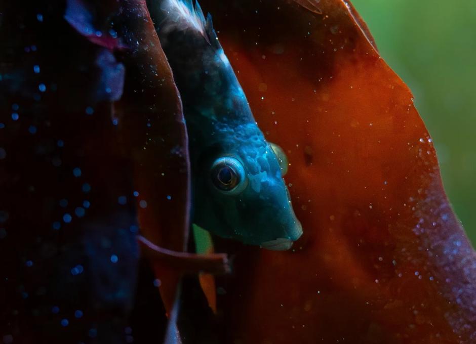Ilfracombe Aquarium | Woolacombe Sands