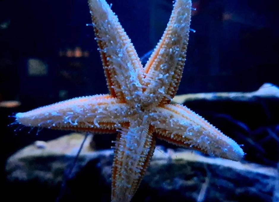 Ilfracombe Aquarium | Woolacombe Sands