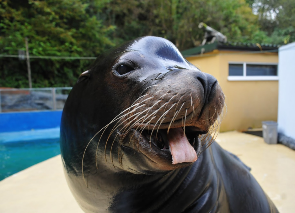 Combe Martin Wildlife and Dinosaur Park | Woolacombe Sands