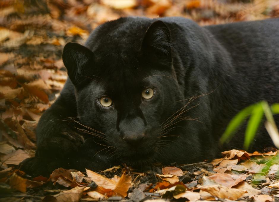 Exmoor Zoo | Woolacombe Sands