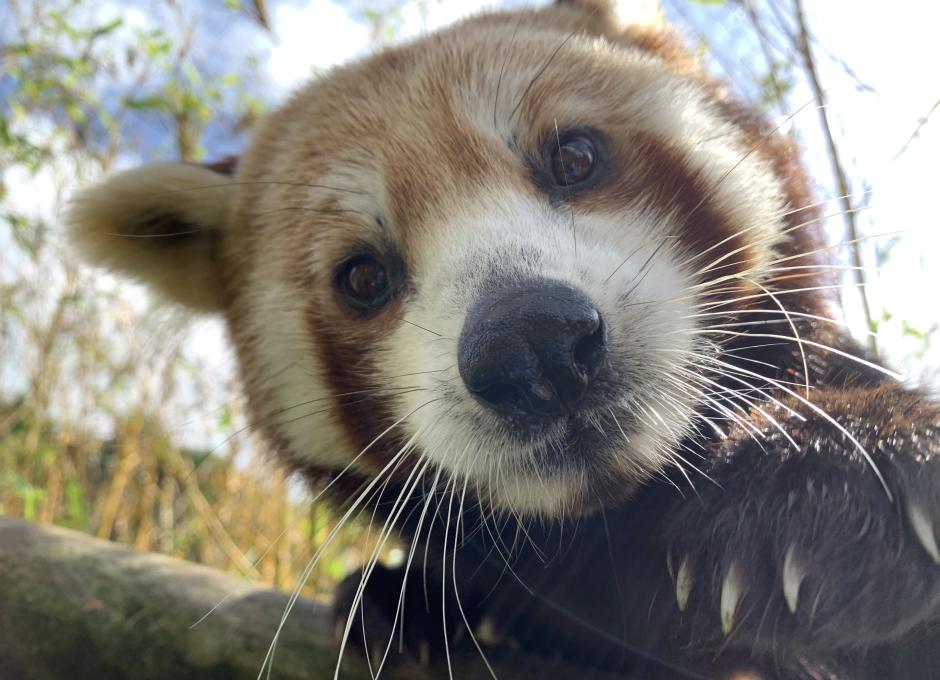 Exmoor Zoo | Woolacombe Sands