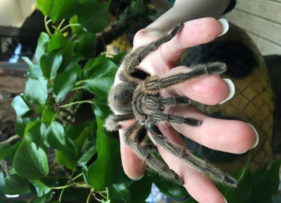 Exmoor Zoo | Woolacombe Sands