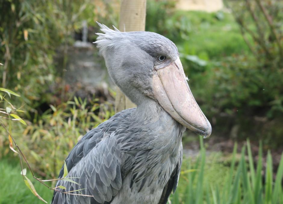 Exmoor Zoo | Shoebilled Stork