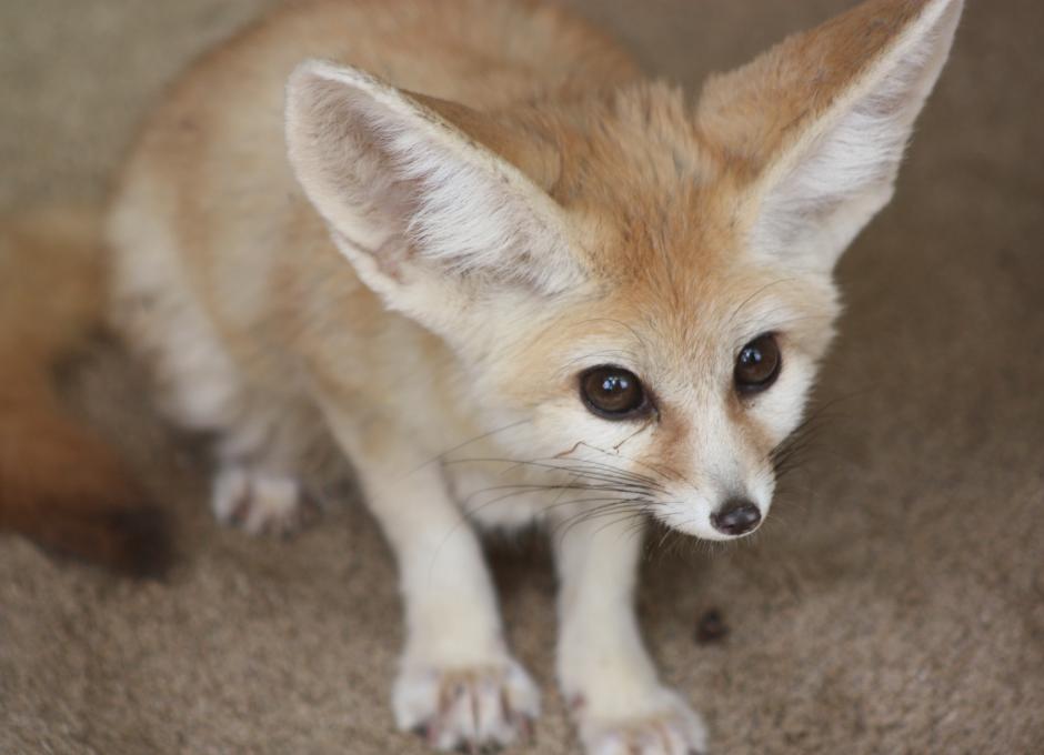 Exmoor Zoo | Woolacombe Sands