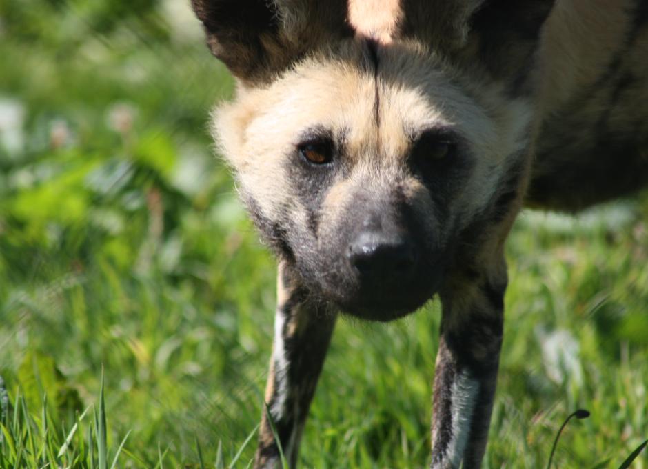 Exmoor Zoo | Woolacombe Sands